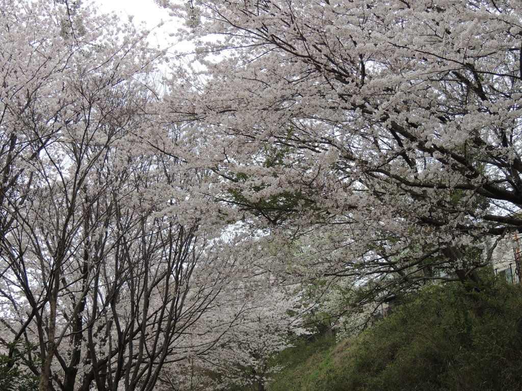 桜　