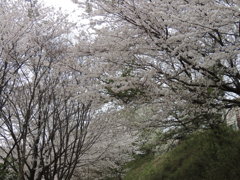 桜　
