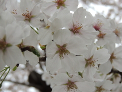 桜
