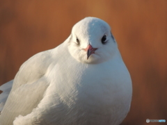 野鳥