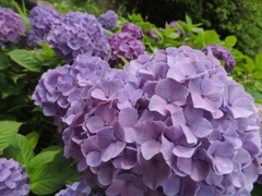 紫陽花   青森にて