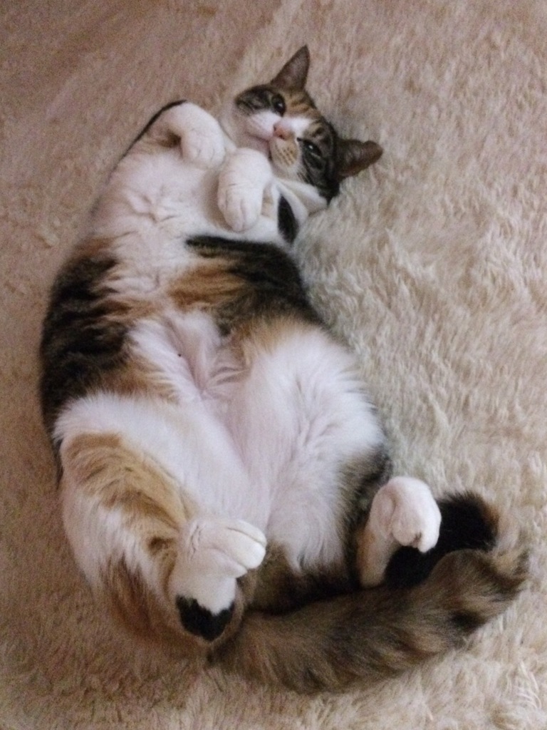 ゴロにゃん