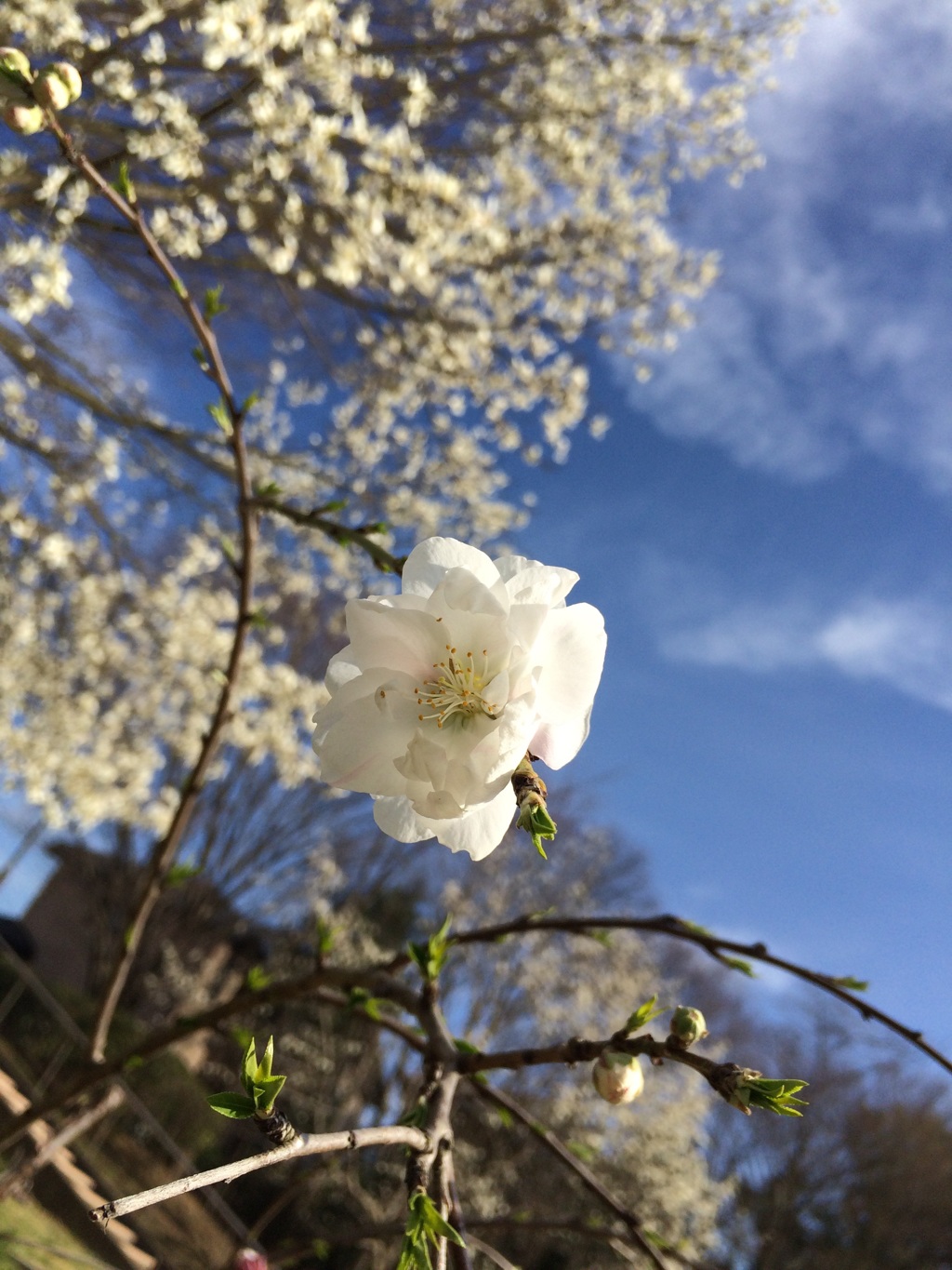 一輪の桜