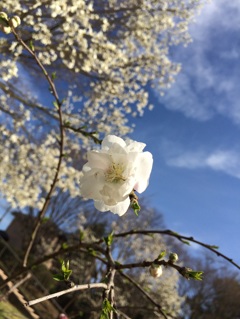 一輪の桜