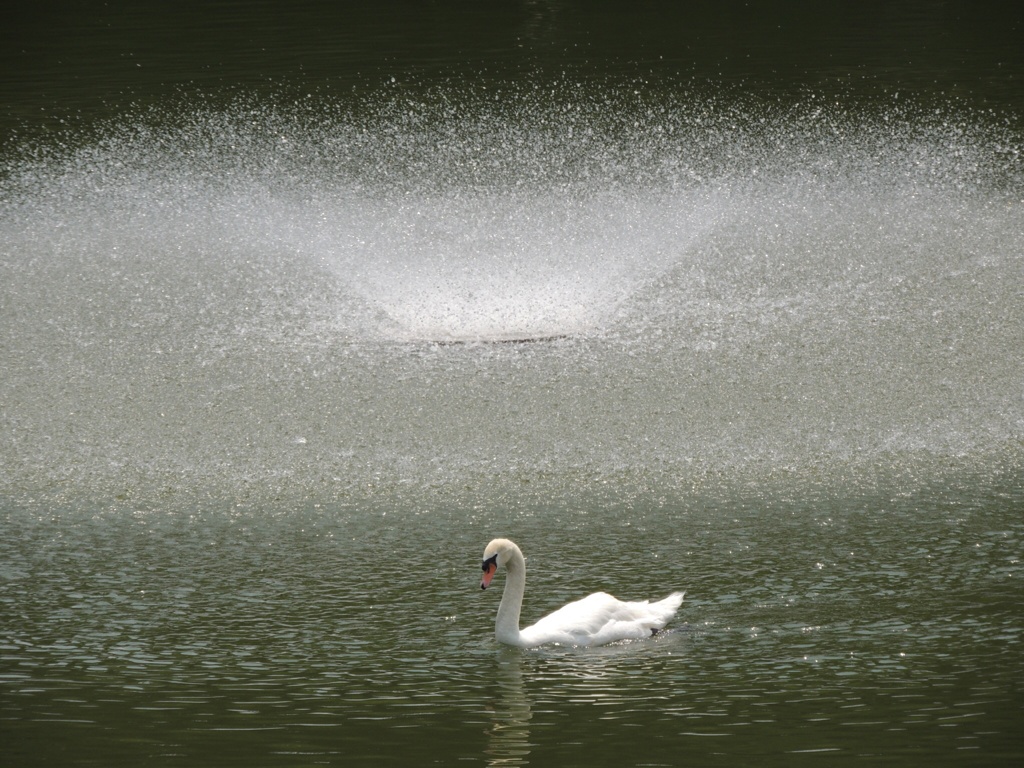 噴水と白鳥