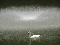 噴水と白鳥