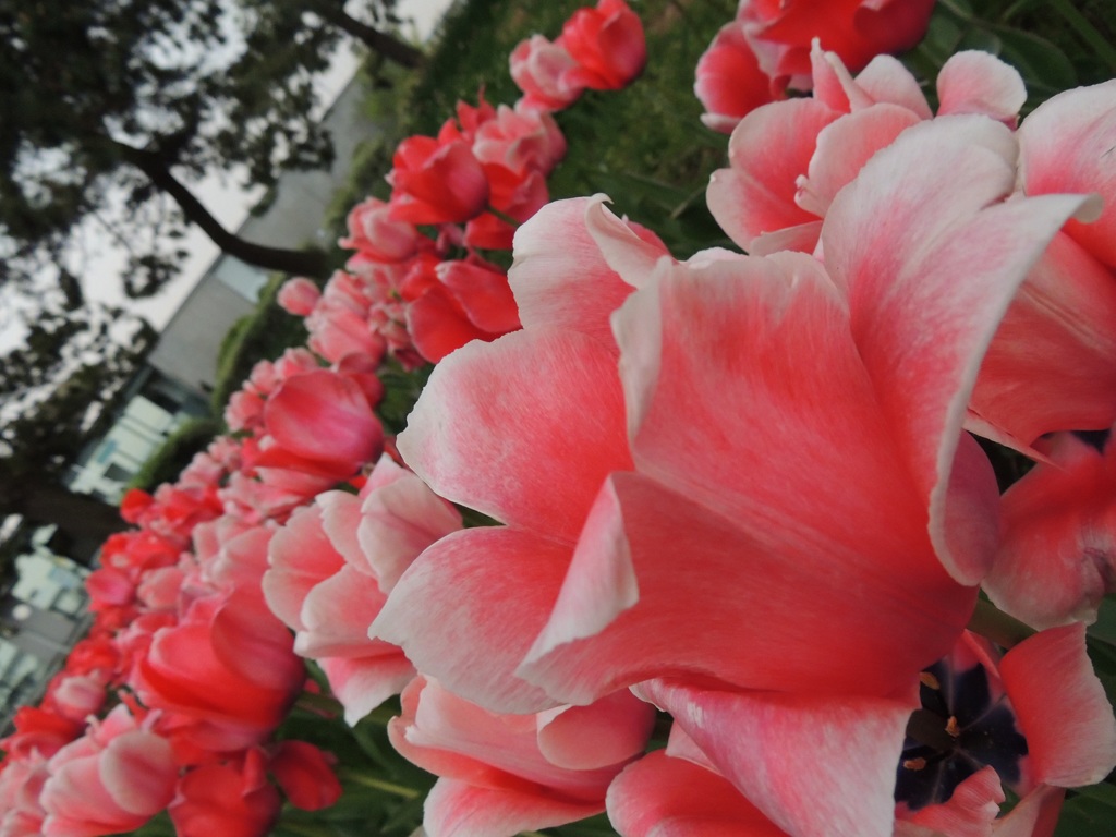 ♬  葛西臨海公園にて