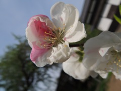 紅白の桜