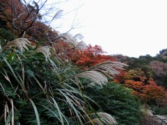 晩秋