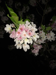 夜桜見物   葛西臨海公園