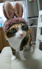 うさにゃん