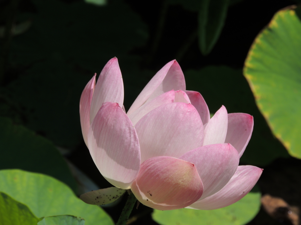 蓮の花