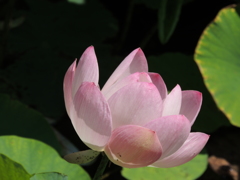 蓮の花