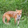 キタキツネ　ー　警戒