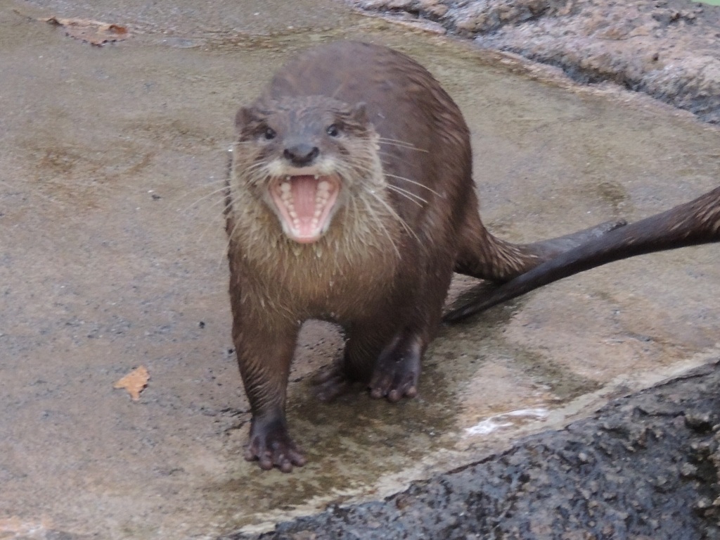 カワウソ   威嚇