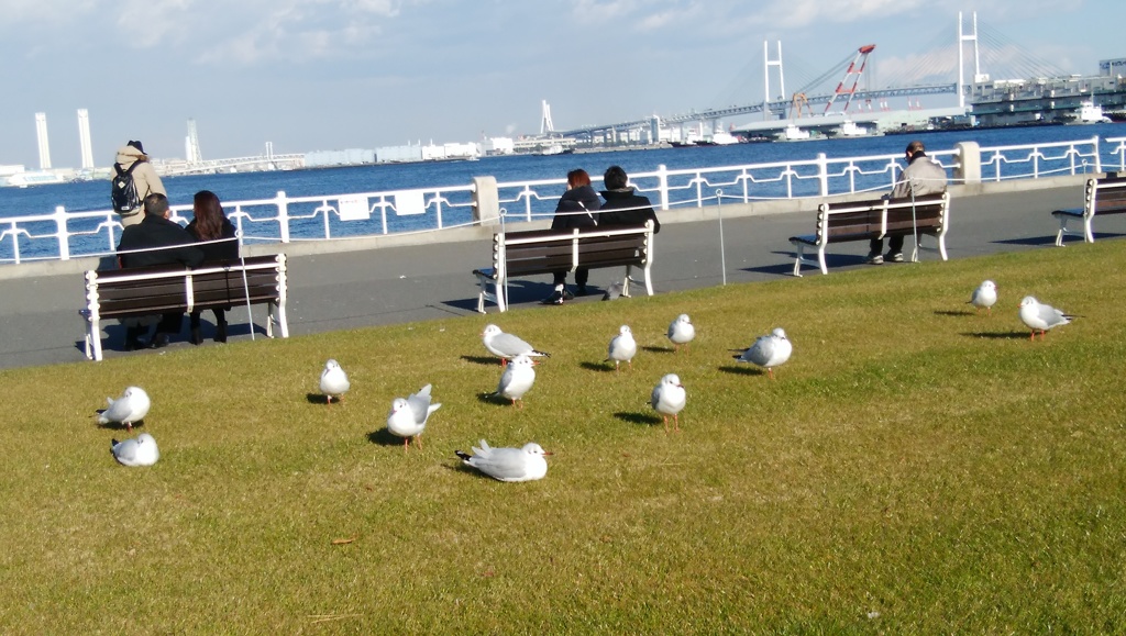 陸のカモメ