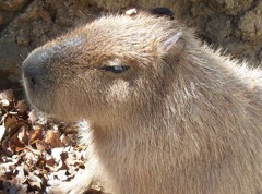 カピバラ