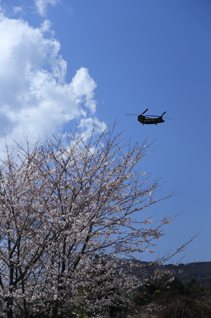 CH-47JAと桜