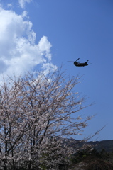 CH-47JAと桜