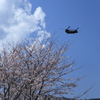 CH-47JAと桜