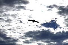 Fly away