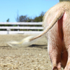 Pig tails