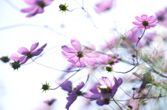 cosmos
