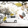 fallen leaves