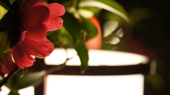 夜の花　（長楽館あたり）