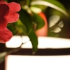夜の花　（長楽館あたり）