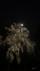宵の月