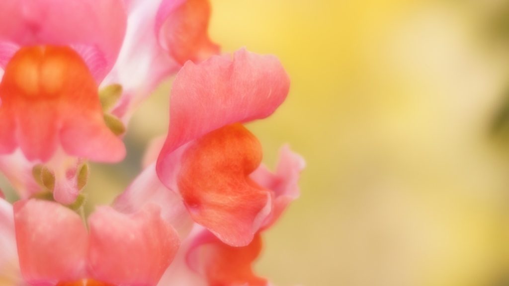 花芯