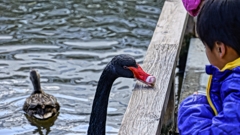 黒鳥と男の子