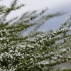 雪柳　２