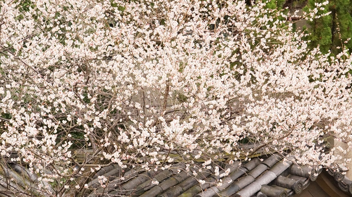 白梅の大木