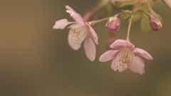 河津桜　一条戻り橋にて