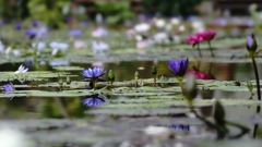 花鳥園　睡蓮