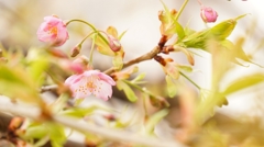 河津桜　４