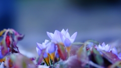 _DSC5523_R