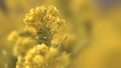 菜の花畑