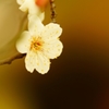 白梅　５