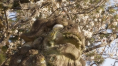 東門の獅子　北野天満宮