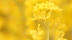 菜の花