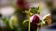 クリスマスローズ