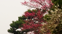 松に紅白の梅