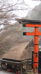 鳥居と小雪