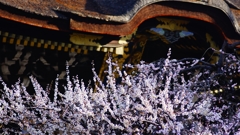 北野天満宮　本殿正門と梅