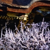 北野天満宮　本殿正門と梅