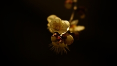 白梅