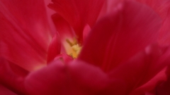 チューリップ　花芯